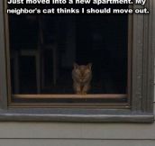 Neighbor Cat Isn’t Happy