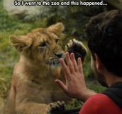 Lion Wants A Friend