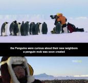 Curious Penguins Messing With A Film Crew
