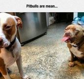 That’s Not Nice, Pitbull