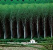 MAN MADE FOREST – TREE FARM.