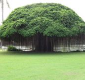 Majestic Banyan Tree