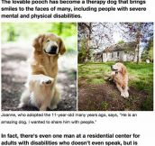 Golden Retriever Born Without Eyes Brings Joy To Humans With Disabilities
