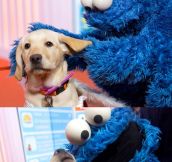 Dog Meets Cookie Monster