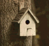 What Happens Inside A Bird House