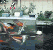 Upside Down Fish Tank