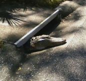 Florida Sewer Rat