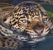 Surface Tension Tiger
