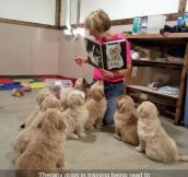 Tiny Therapy Dogs In Training