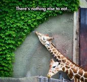 I Feel Sorry For That Giraffe