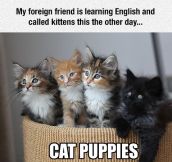 New Word For Kittens