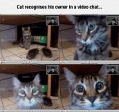 Video Chat With The Cat