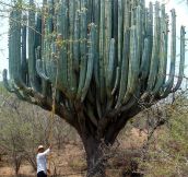 Cactus In Oaxaca
