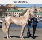 The Most Glamorous Horse I’ve Ever Seen