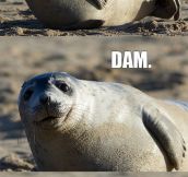 Comedian Seal