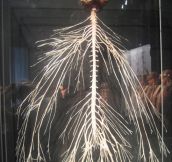 The Amazing Nervous System