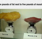 Fat Vs. Muscle Tissue