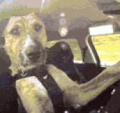 With Some Coaching, Monty The Dog Can Drive A Car