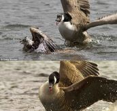 Beware Of Canadian Geese