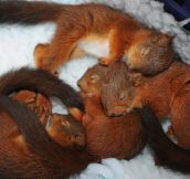 Sleepy Baby Squirrels