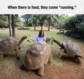 I Love Giant Turtles