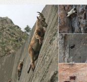 Goats Are Crazy