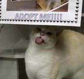 Would You Adopt Him?