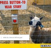 The Goat Storyteller