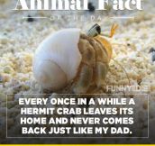 Fun Animal Fact