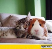 A Kitty And A Guinea