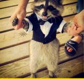 Raccoon In A Tuxedo