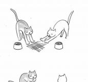 The Intelligence Of Cats