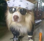 If Axl Rose Was A Dog