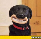 Wallace And Gromit Style
