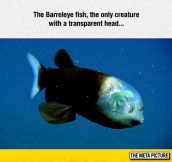 The Barreleye Fish