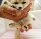 Tiny Baby Fennec Fox