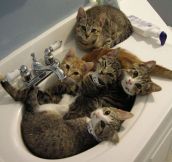 Sorry, The Sink Is Busy Today