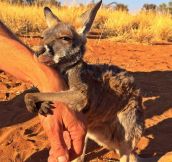 Kangaroo Property