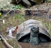 Baby Hippo And 130 Year Old Tortoise Become Friends
