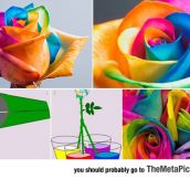 How To Easily Make Colorful Roses