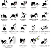 The Language Of A Dog