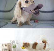Duck-Billed Protective Muzzle For Dogs
