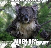 Water Can Dramatically Change A Koala