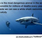 Most Dangerous Animal In The World