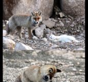 Wild Cat And Fox Become Best Friends