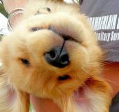 Bad Day? Here’s An Upside Down Golden Retriever Puppy