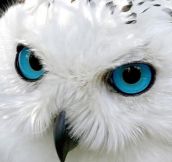 Snow Owls Have Mesmerizing Eyes