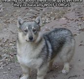Wolf + Corgi = This Awesome Creature