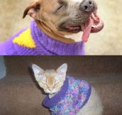 How Our Pets React To Sweaters