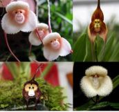Just In Case You’ve Never Seen Monkey Orchids Before…